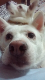 �����̃C����