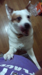 �����̂��낱