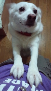 �����̃C����