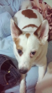 �����̂��낱