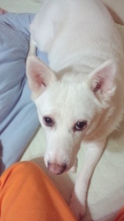 �����̃C����