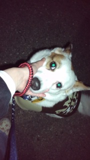 �����̂��낱