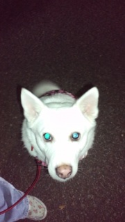 �����̃C����