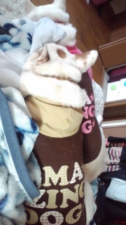 �d�Ȃ錢�ǂ�