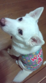 �����̃C����