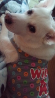 �����̃C����