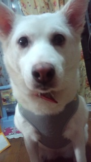 �����̃C����