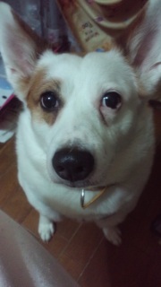 �����̂��낱