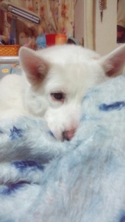 �����̃C����