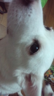 �����̃C����