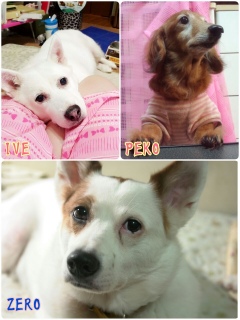 そしたら犬も集めたくなる。