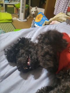 部屋もピノも荒れだしたので
